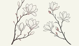 玉兰花