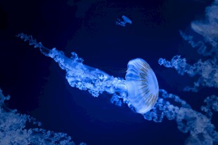 梦幻水母在深海中游动