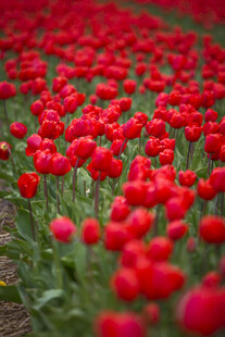烂漫红郁金香花海