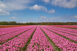 粉色郁金香花海景观