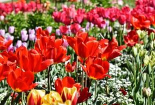 艳丽红郁金香花海绽放