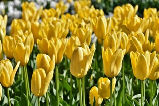 黄色郁金香花海