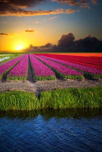 夕阳下的多彩郁金香花田