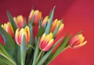 红黄相间郁金香花束