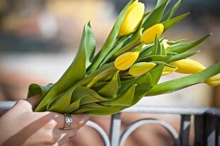 手持黄色郁金香花束