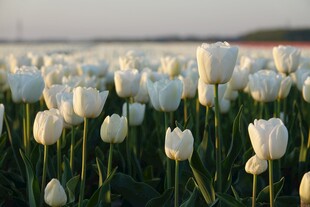 白色郁金香花海美景