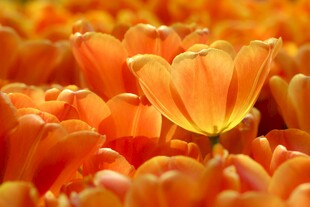 橙色郁金香花丛中的绽放