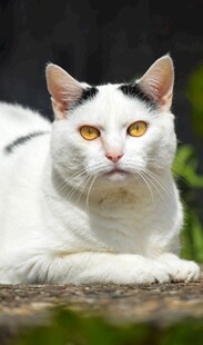 趴着的白黑猫