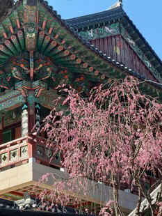 古建旁绽放的烂漫樱花