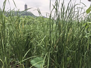 草丛