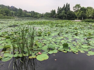 荷塘