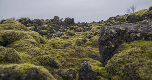 覆盖青苔的嶙峋岩石景观