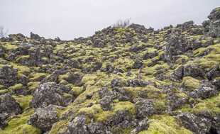 长满苔藓的嶙峋岩石景观