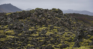 火山地貌上的绿色苔藓