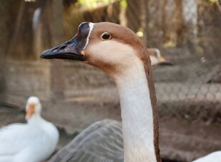 特写的鹅头