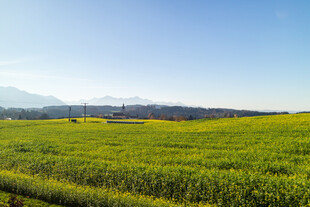 广袤黄农田蓝天远山景