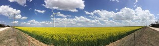 田园公路旁的灿烂油菜花田