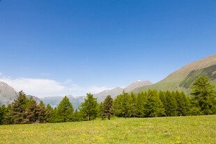 草原山林美景