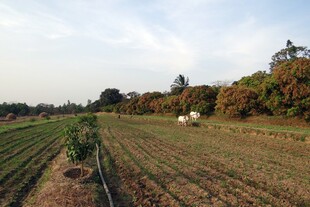 秋日田野风光