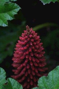 红色穗状植物特写