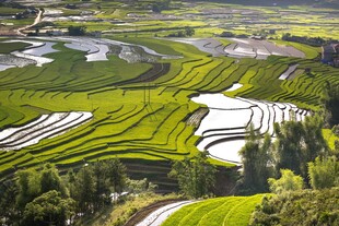 梯田美景大地的绿色乐章