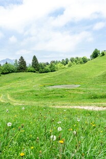 绿野繁花山间悠然景致
