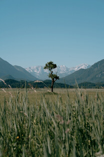 田野孤树与远山美景