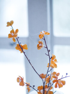 窗边橙花枝条静物特写