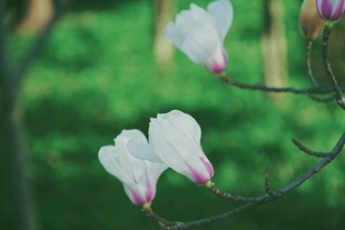 玉兰花绽放枝头