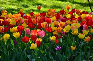 多彩郁金香花海盛放