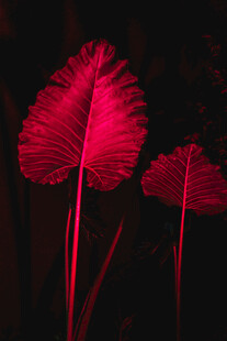 梦幻粉红叶片植物特写
