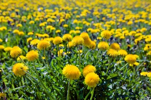 金黄蒲公英花海