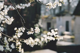 枝头绽放的洁白花朵