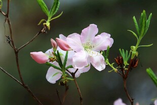 粉嫩绽放的娇艳杜鹃花