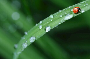 绿叶上的瓢虫与晶莹水珠