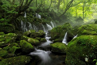 森林中的潺潺溪流与苔藓