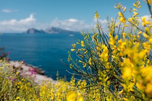 海边烂漫黄花绽放美景