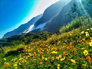 山间花海阳光照耀美景