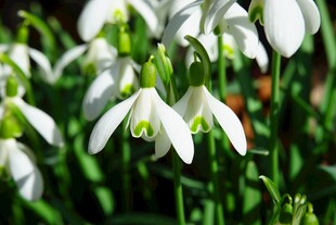 洁白雪花莲绽放绿意间