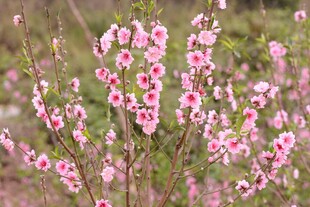 粉色绽放的娇美花枝