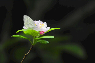 单枝白花绿叶绽放