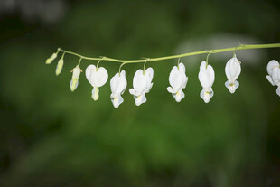 铃兰花垂挂清新自然美