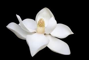 洁白玉兰花特写