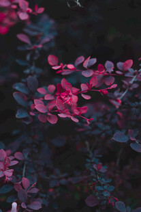 深红叶片植物特写