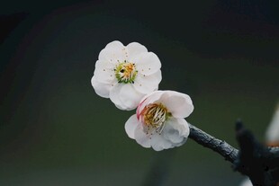 两朵白梅绽于枝头