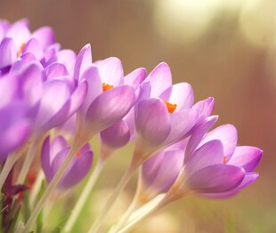 绽放的紫色番红花