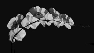 黑白兰花特写