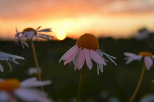 夕阳下绽放的美丽雏菊