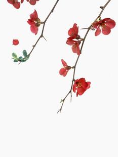 红花朵朵枝头绽