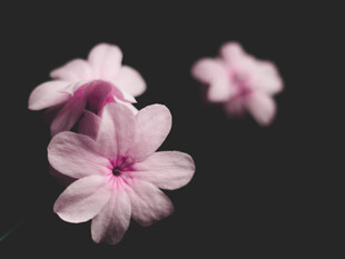 粉色小花特写